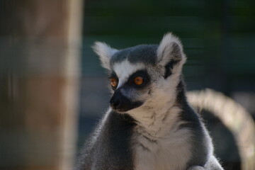lemur in Jungle Cat World Wildlife Park, On, Canada © Adrian Lazcano