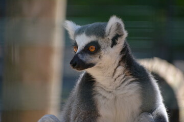 lemur in Jungle Cat World Wildlife Park, On, Canada © Adrian Lazcano