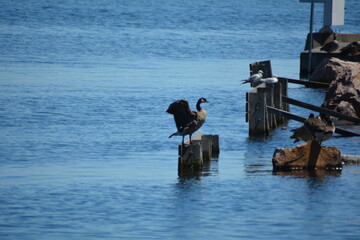 Canadian goose in On, Canada © Adrian Lazcano
