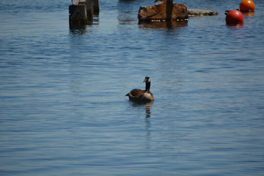 Canadian goose in On, Canada