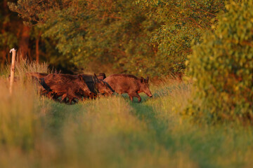 Dzik, (Sus scrofa), wild boar, boar  © Bartosz Rakoczy