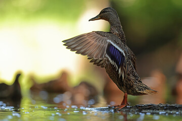 kaczka krzyżówka (Anas platyrhynchos) © Bartosz Rakoczy