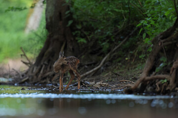 Sarna europejska (Capreolus capreolus) roe deer © Bartosz Rakoczy