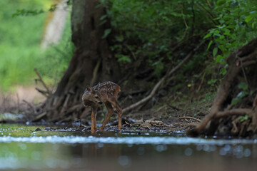 Sarna europejska (Capreolus capreolus) roe deer © Bartosz Rakoczy