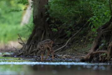 Sarna europejska (Capreolus capreolus) roe deer © Bartosz Rakoczy