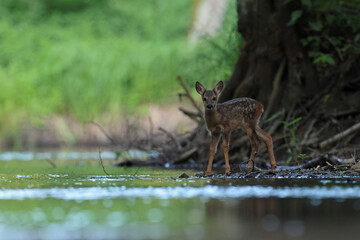 Sarna europejska (Capreolus capreolus) roe deer © Bartosz Rakoczy