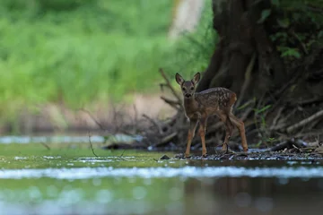 Fototapeten Rehe Sarna europejska (Capreolus capreolus) roe deer  © Bartosz Rakoczy