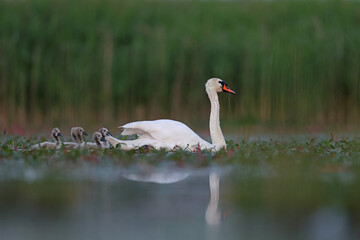 Łabędź niemy (Cygnus olor) © Bartosz Rakoczy