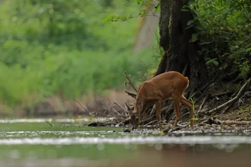 Fototapeten Rehe Sarna europejska (Capreolus capreolus) roe deer  © Bartosz Rakoczy