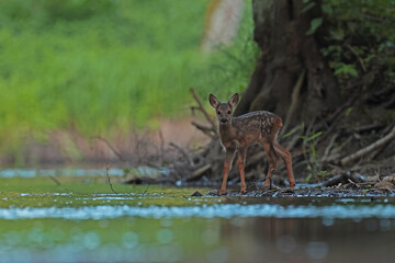 Sarna europejska (Capreolus capreolus) roe deer © Bartosz Rakoczy