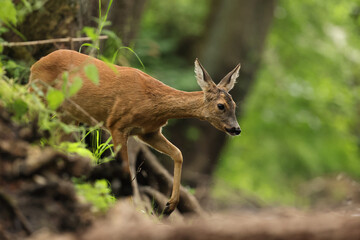 Sarna europejska (Capreolus capreolus) roe deer © Bartosz Rakoczy