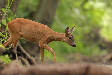 Sarna europejska (Capreolus capreolus) roe deer © Bartosz Rakoczy