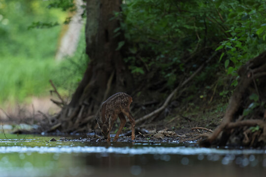 Sarna europejska (Capreolus capreolus) roe deer