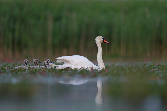 Łabędź niemy (Cygnus olor)