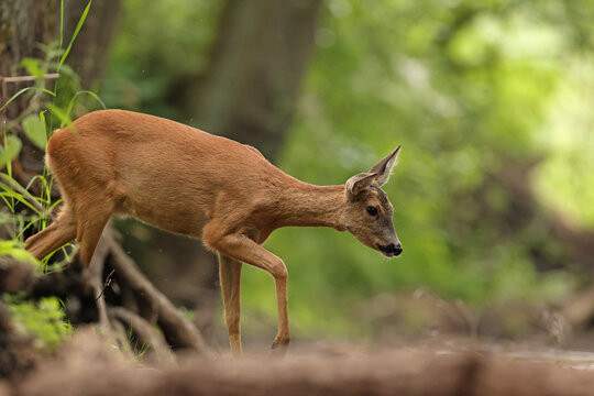 Sarna europejska (Capreolus capreolus) roe deer
