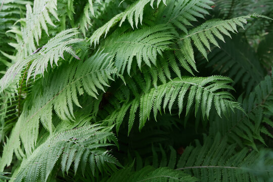 Lush and Intricate Green Fern Fronds Growing Thickly in a Shady Forest
