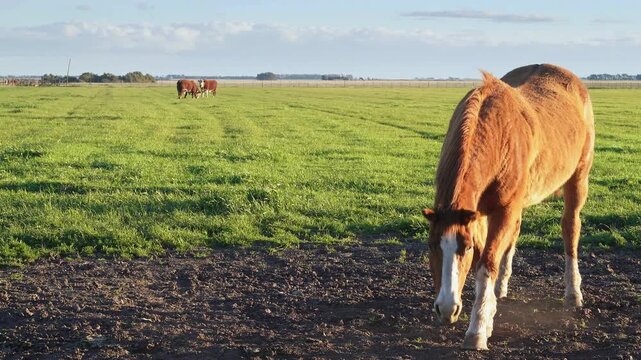 Young foal grazing in a green pasture with cows. 4k