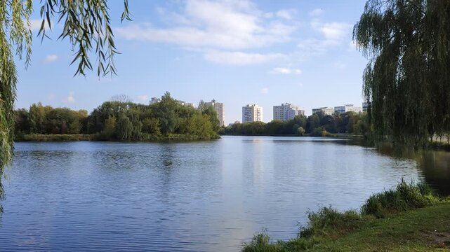 Willow trees with branches bent over the calm water grow on the grassy shore of the lake. Further on there are residential buildings and trees with yellowed leaves. Sunny autumn weather and blue sky
