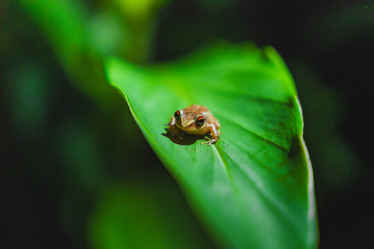 Puerto Rican Coqu&iacute; Frog Resting on a Green Leaf in Tropical Forest from puerto rico