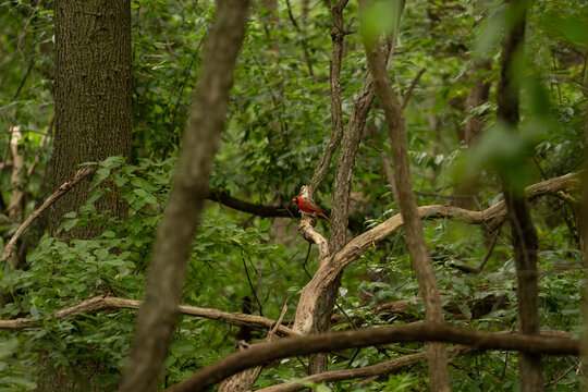 cardinal in the forest
