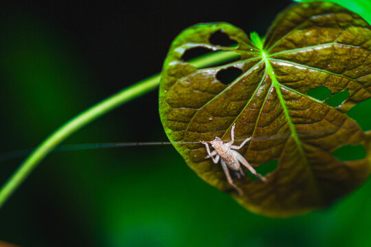 Katydid Nymph Resting on Tropical Leaf in Rainforest Macro Photography from puerto rico