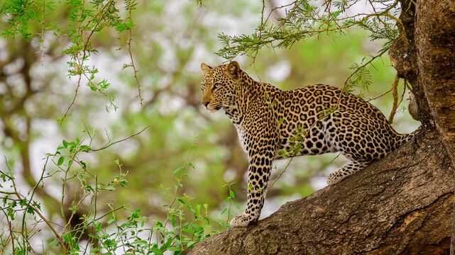 leopard in the tree