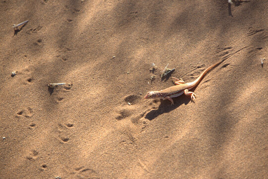 Desert Lizard Running on Sandy Dune in Bright Sunlight - Arid Wildlife Reptile Close-Up