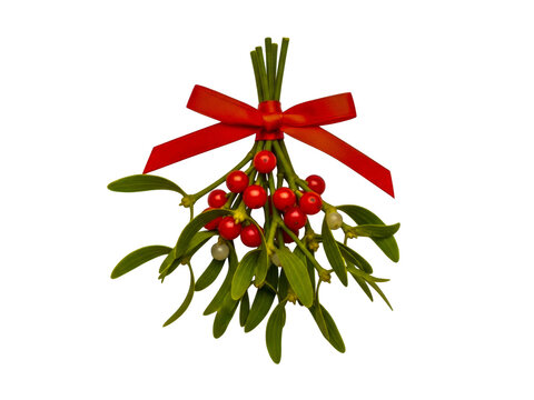 A festive bunch of green mistletoe with red berries and a bright red ribbon bow isolated on transparent background