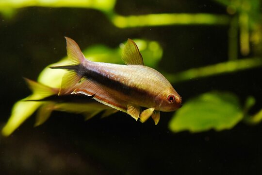 A beautiful Rainbow tetra (Nematobrycon lacortei), an endemic South American freshwater species from the San Juan and Calima river basins in Colombia, showing display with spread fins
