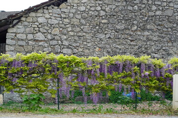 Vibrant wisteria cascades over a mesh fence in France. © m8