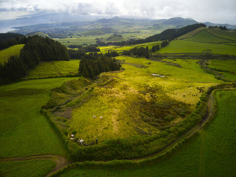 Aerial view of the lush green volcanic landscape of Sao Miguel Island with grazing cows, rolling hills, and dense forests in the Azores, Portugal.