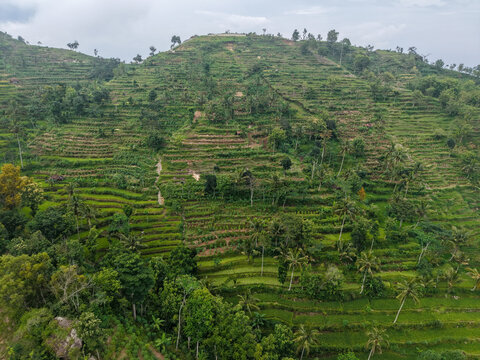Aerial view of the lush green terraced rice fields of Pringombo, featuring vibrant hillside agriculture and scattered palm trees in Nglipar, Special Region of Yogyakarta, Indonesia.
