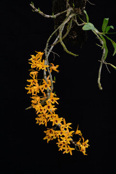 Blooming Dendrobium orchid with cascading sprays of vibrant golden yellow flowers and maroon throats growing on mounted cane stems. Exotic tropical orchid isolated against a black background.