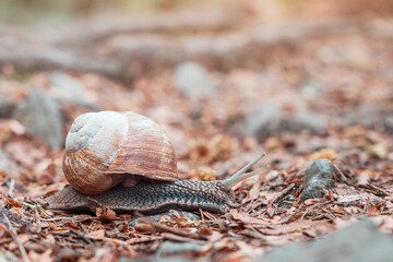 Obraz premium Snail crawling on a bed of dry leaves, representing slowness, patience, and environmental beauty in autumn