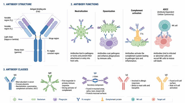 Antibody Structure and Function: An infographic illustrating the molecular structure, various functions, and classifications of antibodies within the immune system.
