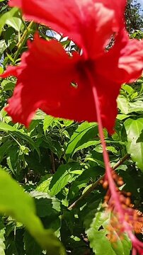Bright red Hibiscus rosa-sinensis flower in full bloom, showing its long prominent stamen and surrounded by lush green leaves. A popular tropical flower widely grown in gardens across Southeast Asia.
