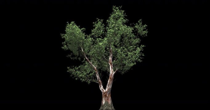 3d animated tree with alpha
