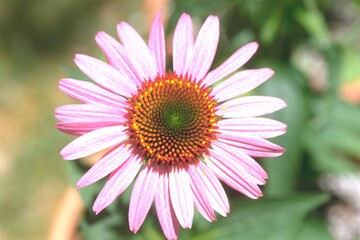 Fototapeta premium Echinacea purpurea ‘Magnus’ - Purple Coneflower Close-up 