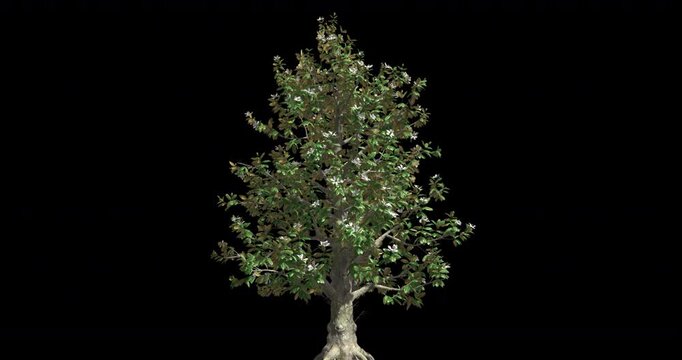 3d animated tree with alpha
