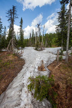 Coniferous trees and snow in Sheregesh, Kemerovo region in Russia