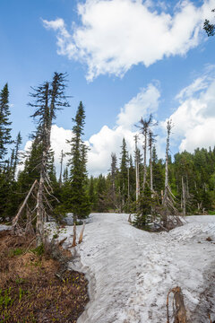 Coniferous trees and snow in Sheregesh, Kemerovo region in Russia