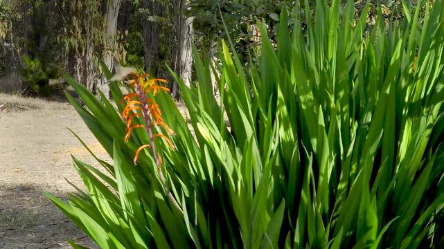 Austral Hummingbird (Sephanoides sephaniodes or Green-backed Firecrown) Hovering Near an Orange African Flag or cornflag Plant Flowers (Chasmanthe floribunda)