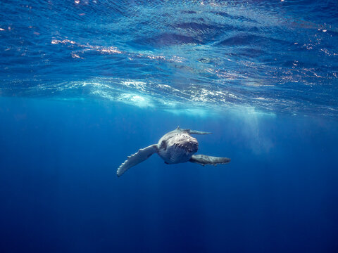 A snorkeler swims near a humpback whale (Megaptera novaeangliae) in the deep blue ocean.