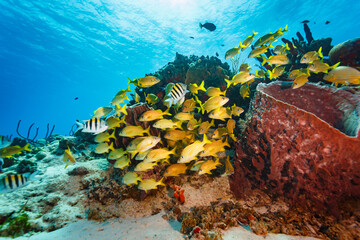 Large school or bait ball of yellow striped grunts haemulon plumeri, and Chaetodon striatus, banded butterfly fish swim on coral reef © Pete Niesen Photo