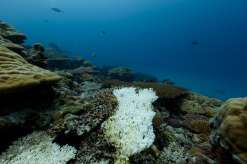Starving bleached white coral provides a stark contrast to other coral on reef © Pete Niesen Photo