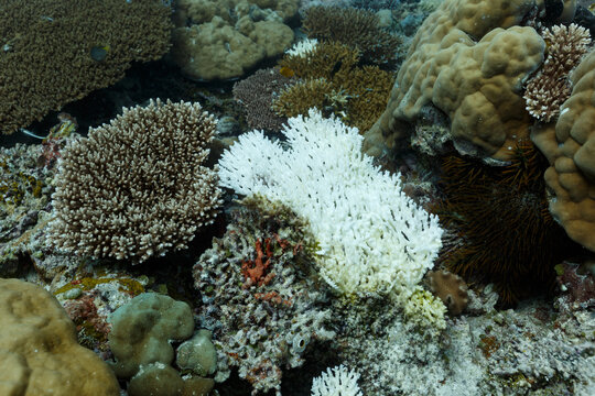 Closeup of bleached patch of over crowded stag-horn, Stylophora pistillata, acropora coral