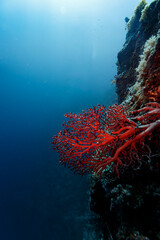 A piece of red branching coral growing on a coral wall is illuminated by divers © Pete Niesen Photo