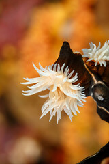 Closeup of white tentacles on dark coral © Pete Niesen Photo