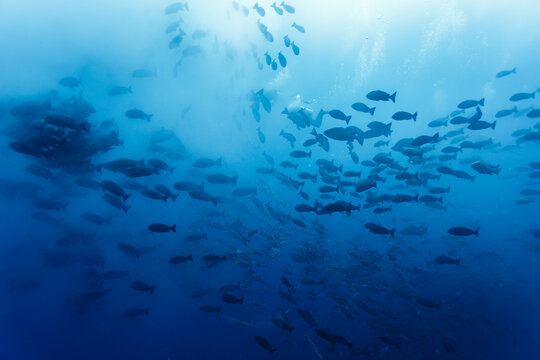Red snapper fish swimming in all directions in the middle  of their school while spawning
