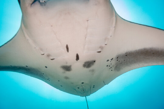 A manta ray (Mobula alfredi) swims in the clear blue ocean.